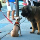 Burton, a 158-pound Leonberger, says hello to a smaller pooch at First Thursday on Thursday, Sept. 4, 2014