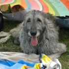 Luna the Irish Wolfhoud stays cool under a small tent at the Jamaica Plain Music Festival, Saturday, Sept. 6, 2014.