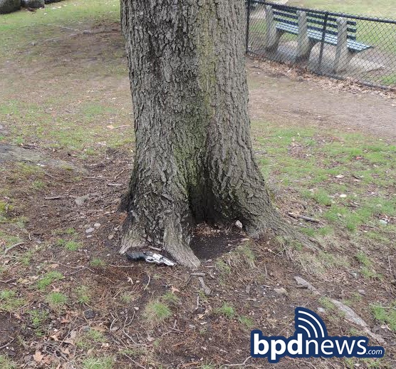 Tree where loaded gun found on Tuesday, April 21, 2015.